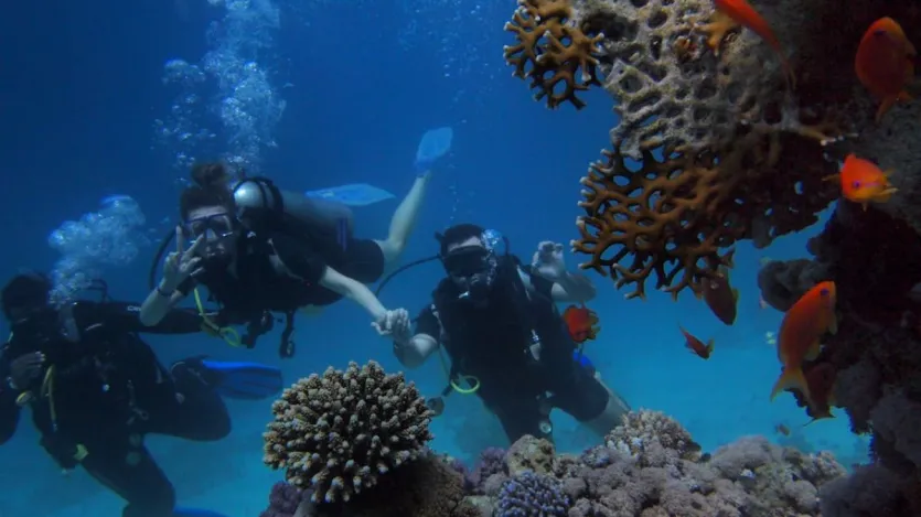 Havelock Island (Andaman and Nicobar Islands): Located in the Andaman Sea, Havelock Island is one of the most popular diving destinations in India. It offers clear waters, vibrant coral reefs and diverse marine life.