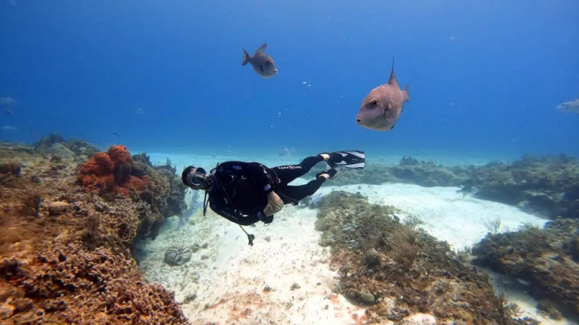 Goa: While it is known for its beaches, Goa also offers great diving experiences at various locations. The waters here are rich in marine life and gives you the opportunity to see reef fish and stingrays. 