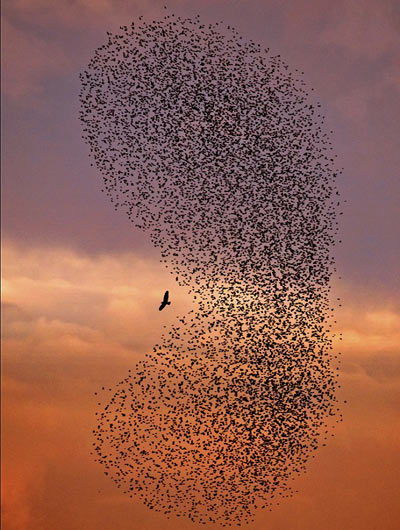 in italy thousands of small birds gather to scare off a bird of prey