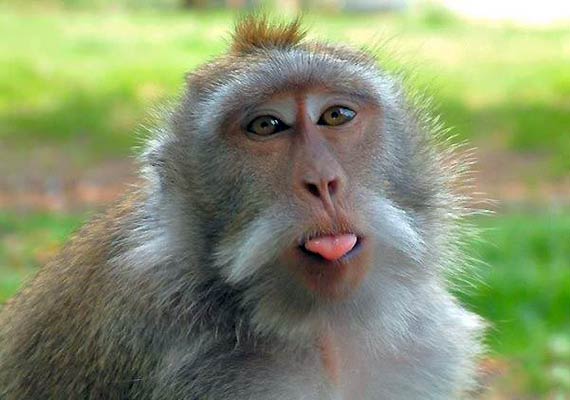 indian macaque