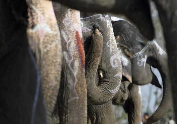 two killed in elephant attack in nepal two killed in elephant attack in nepal