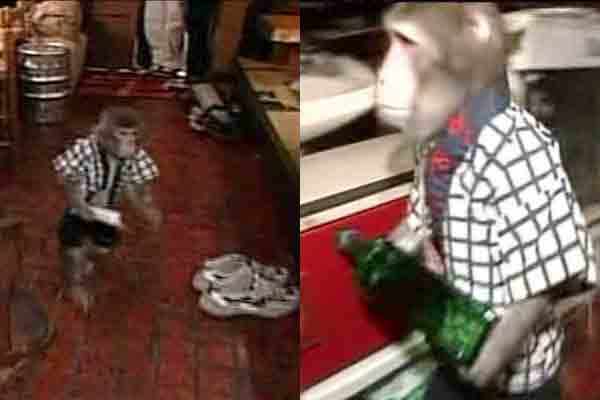visit the restaurant near tokyo where monkeys serve as waiters