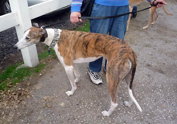 dog imported from australia caught in a tangle