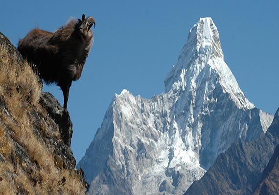 himachal park set for unesco s natural heritage status himachal park set for unesco s natural heritage status