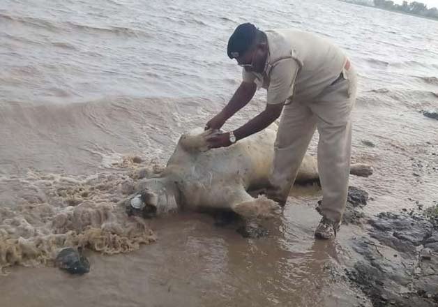 gujarat flash floods killed 10 lions about 90 spotted deer gujarat flash floods killed 10 lions about 90 spotted deer