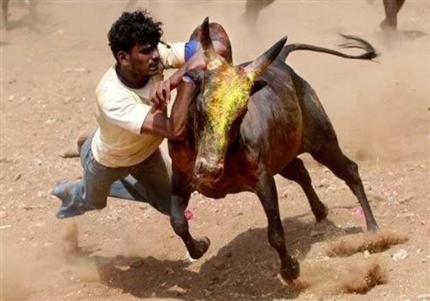 Local trust to buy and maintain the 'Jallikattu' bulls - IndiaTV News