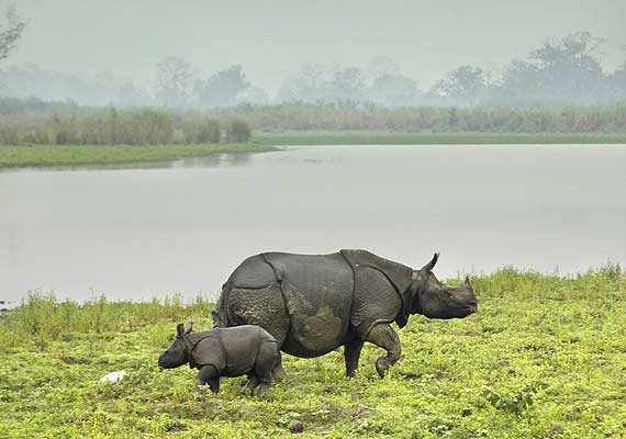 One Horned Rhinoceros Stock Photo - Download Image Now - Kaziranga National  Park, Assam, Rhinoceros - iStock