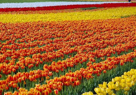 Lakhs of tulips bloom in Kashmir's famous garden – India TV