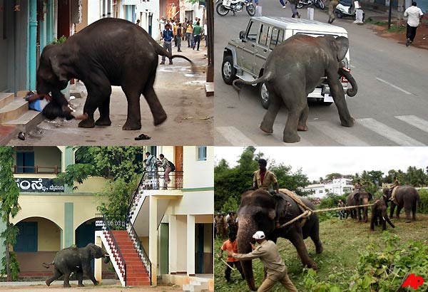 Rogue Elephant Kills Man During Mysore Rampage – India TV