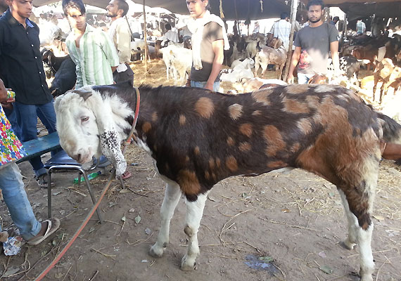 Pair of goats named Saifeena for Rs. 4 lakh at Delhi's Jama Masjid goat market