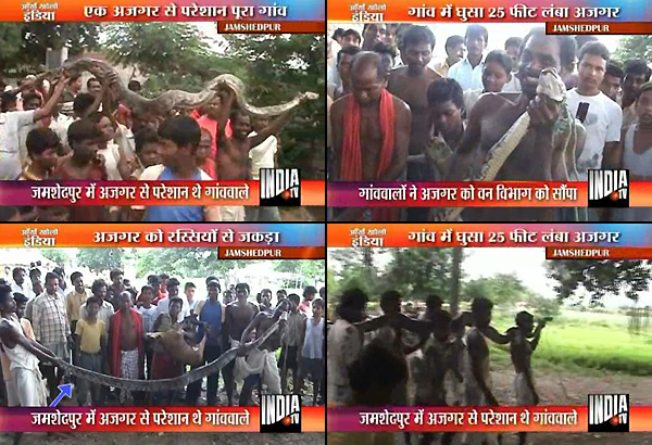 25 Feet Long Python Caught Near Jamshedpur – India TV