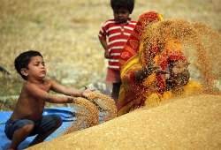 bumper record harvest of 250 mn tons says pm