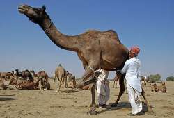 gujarat to have first camel milk dairy soon