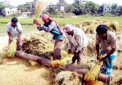 foodgrain output to fall by 5 to 251 million tonnes in 2014 15