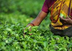 tea board says industry should move towards high standards