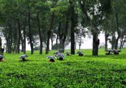 tea board soon to prepare draft amendment of tea act