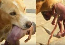 viral story street dog saves life of a 3 day old baby girl watch video