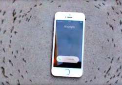 iphone ringtone makes ants run in a circle netizens debate over video