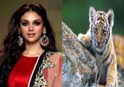 aditi rao is saving tigers on birthday