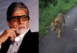 omg amitabh bachchan chased by a tiger for 4 km on mumbai road view pics