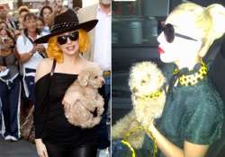 gaga teaches dog to draw