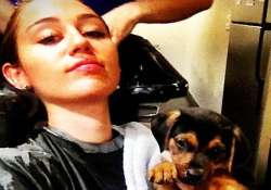 miley cyrus gets a new puppy