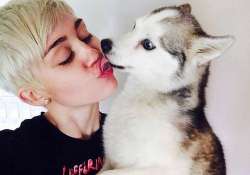 miley cyrus doesn t want new pet right now