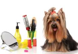 best grooming parlours for your pets