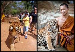 in thailand a close encounter with tigers see pics