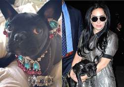 lady gaga dresses up pet in jewellery slammed by peta