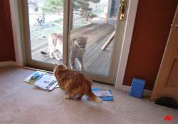 cat in us gets a close look at a mountain lion