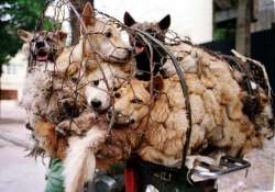 dog meat festival celebrated in china despite protests