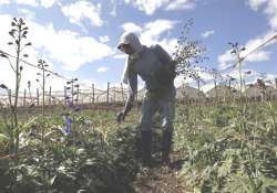 ecuador flower growers in snowden shock