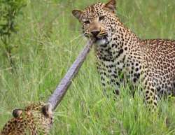 mother son leopard make a meal of an african python