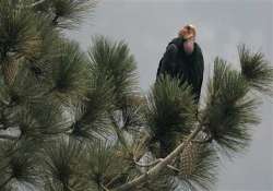 2 endangered california condors sent to mexico zoo