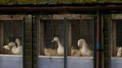 bird flu hits third poultry farm in netherlands