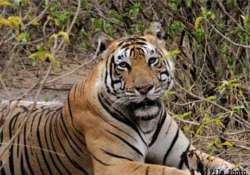 deadly virus pushing tigers towards extinction