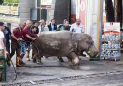 zoo animals roam loose in georgia s capital after flooding