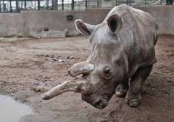 us endangered white rhino dies at san diego zoo