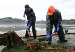 invasive species ride tsunami debris to us shore