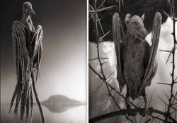 lake that turns animals into stones watch pics of tanzania s lake natron