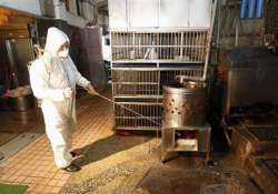 latest bird flu strain death rate reaches 277