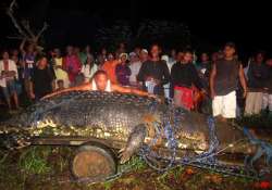 philippine crocodile declared largest in captivity