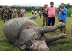 record elephant rhino poaching in 2011 wwf