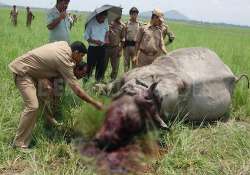 rhinos may be extinct by 2020 experts