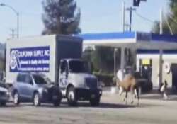 runaway circus camel causes traffic snarl in the us