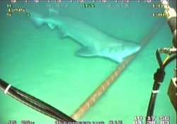 sharks new threat to google cables underseas