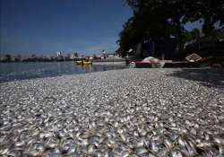 thousands of dead fish wash up on brazilian lagoon