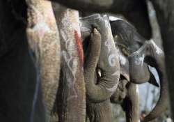 two killed in elephant attack in nepal