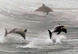 ukraine training dolphins for naval duties